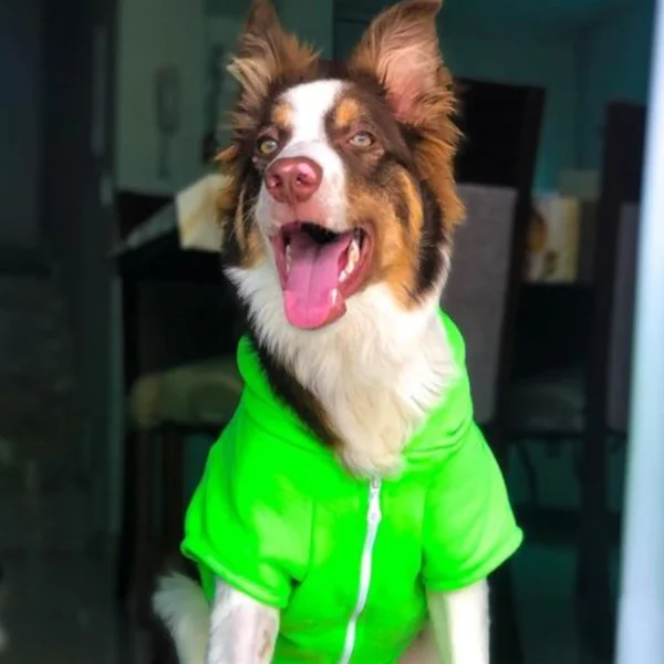 Moletom Love Pet Verde