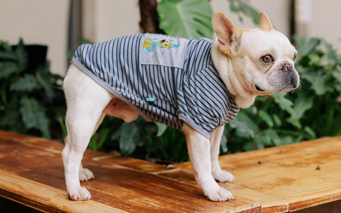 cachorro usando a roupa