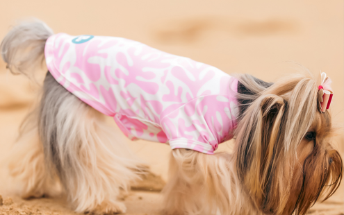 cachorro usando o produto 2