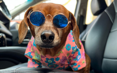 foto do cachorro usando