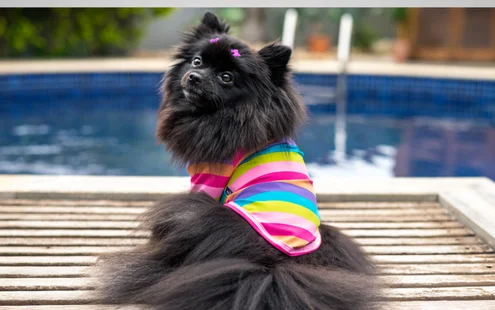 cachorro usando o produto