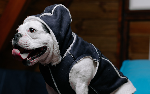 cachorro usando o produto