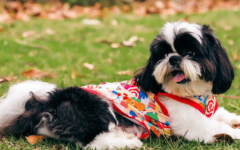 cachorro usando o produto