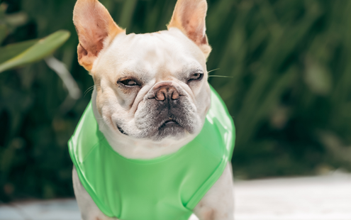 cachorro usando o produto